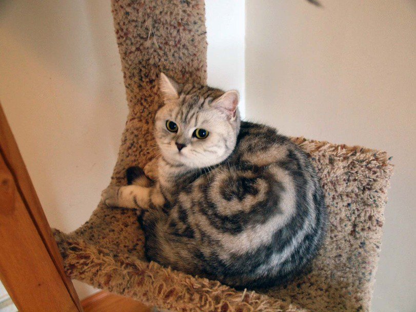 Cinnamon roll cat