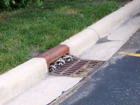 3 raccoons looking out of a storm drain